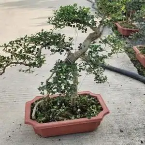 海南香兰造型盆景稀有品种庭院珍稀物种名贵树种开花浓香文人观赏