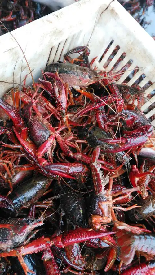 江苏鲜活清水养殖活虾567钱小龙虾包邮提供养殖技术