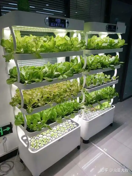 有机蔬菜无土栽培的生产方式,你知道吗? - 知乎