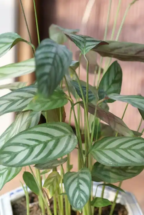 /i>(sander) gentil /a>):竹芋科,肖竹芋属多年生常绿草本观叶植物