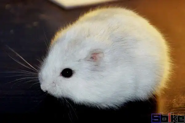 银狐仓鼠_金狐仓鼠_冬白仓鼠百科图片_饲养繁殖_雌雄鉴别_sbike