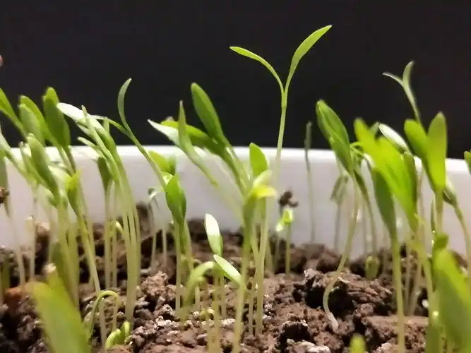 《香菜成长记》——记景行双语2018科技节之种植实践体验活动