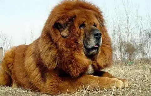 紫麒麟藏獒最后找到了 三种藏獒真的存在吗