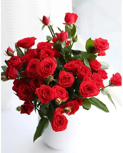 闪购4 多头玫瑰  10枝/45元