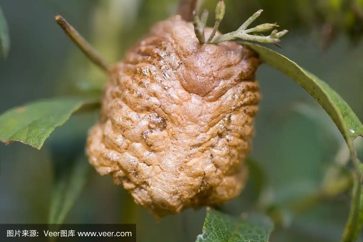 螳螂卵案宏观,卵鞘,泡沫