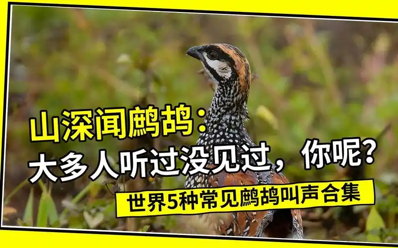 国内5种鹧鸪叫声分享