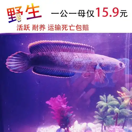 诚森七彩彩虹虹雷龙鱼大型幼苗凶猛观赏鱼一对鱼