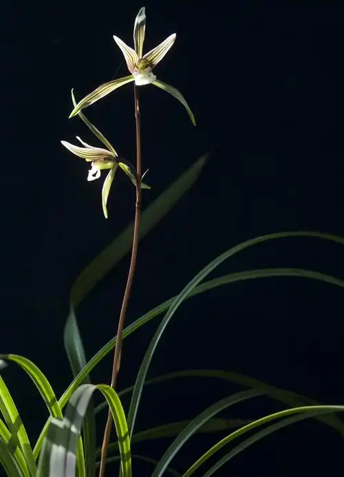 绝代双骄(寒兰:产自龙泉)