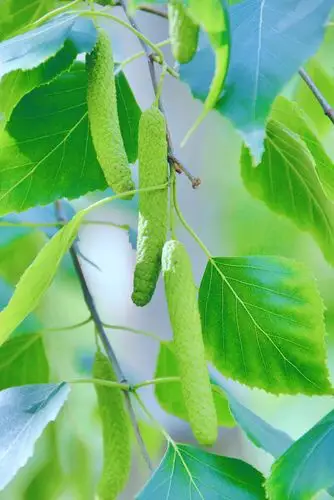白桦树的种子很可爱原创摄影