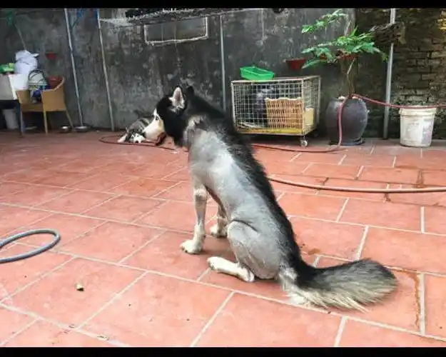 爸爸给阿拉斯加剃了杀马特造型,哈士奇都看懵了:要走性感路线?