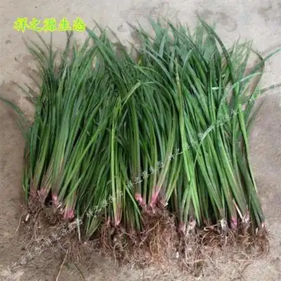 茴香菖蒲湖南沙姜香草盆栽随手香附石养龟水培香菖蒲草盆景茴香菖蒲10