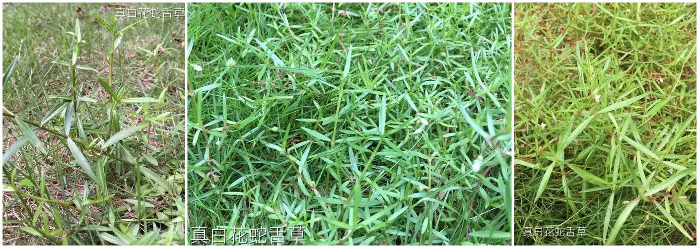 【杨药师说抗癌草药】白花蛇舌草