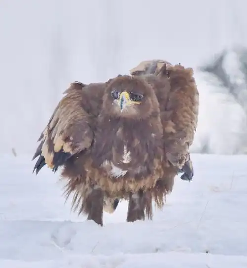 威武霸气的草原雕