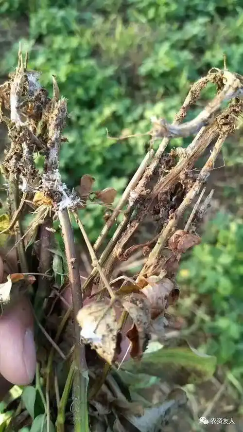 什么是白绢病,白绢病是什么引起的