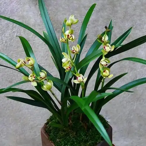 建兰名品"金荷"兰花,花型圆润,易花易芽,勤花勤草,经济实惠