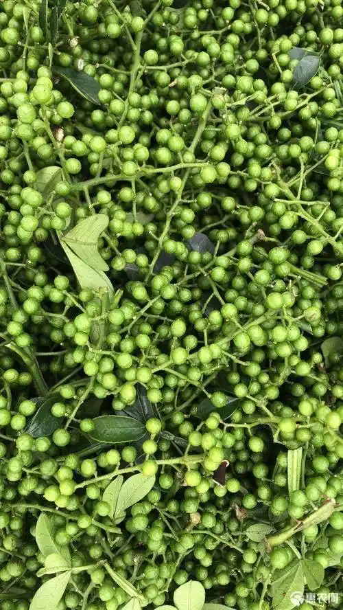正宗重庆九叶青花椒