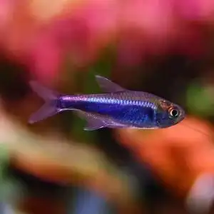 血翅蓝帝王灯鱼蓝线金火兔中上层淡水热带活体草缸群游观赏鱼稀有