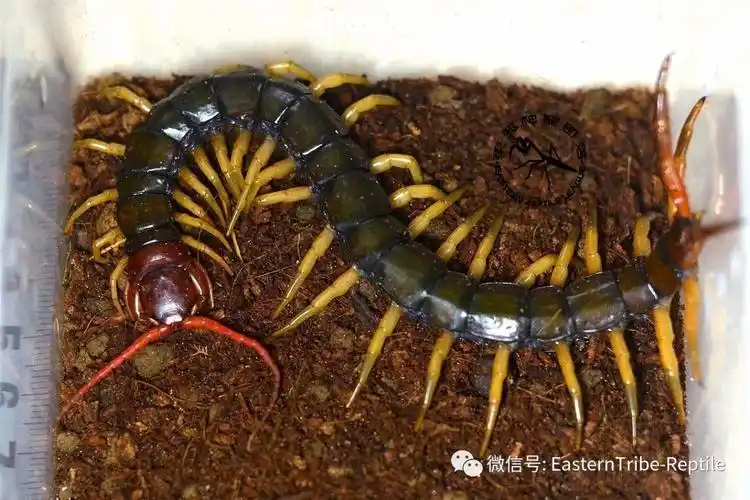 东邪图鉴中国常见中大型蜈蚣属scolopendra点将台