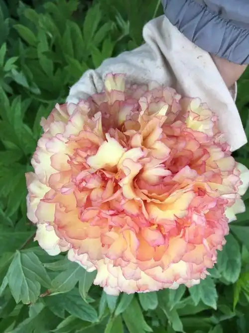 正宗洛阳牡丹花重瓣多层大花观赏牡丹盆栽牡丹牡丹花王 方纪5-8枝条