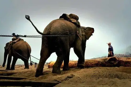 的树木,由于交通不便,所有被砍伐的木材都要靠大象从山林中搬运到河边