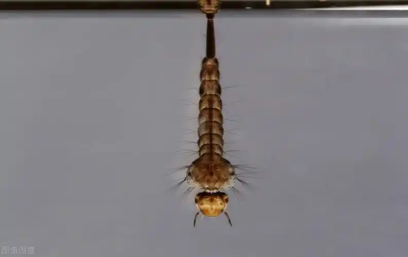 孵化后的幼虫又叫做孑孓(jié jué),孑孓就像要一个"宅男",天天宅在