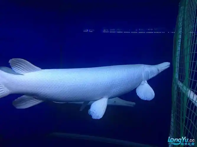 一米长白化幽灵火箭