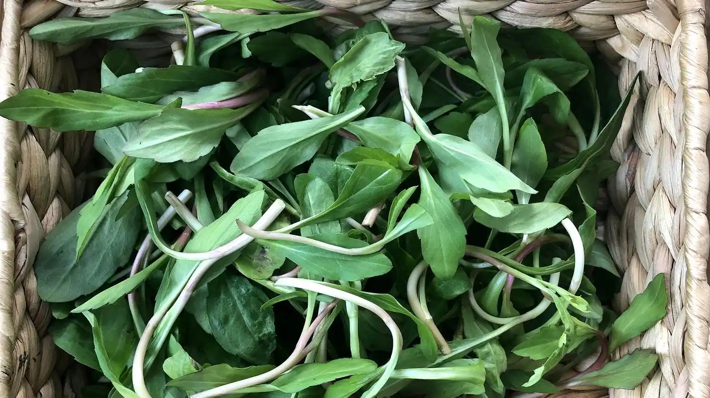 野菜马兰头能做成什么菜系