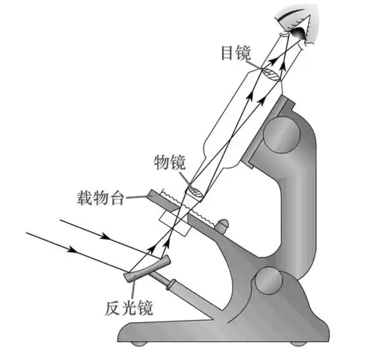 显微镜的成像原理一个视觉影像达到动物脑中所发生的过程包括很多的