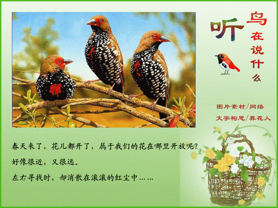 听—鸟在说什么〔动态鸟组图〕 - 红嘴绿鹦哥 - 精品采撷苑