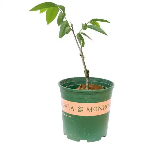 台湾凤梨释迦果树苗番荔枝树苗嫁接苗庭院盆栽南北方地栽