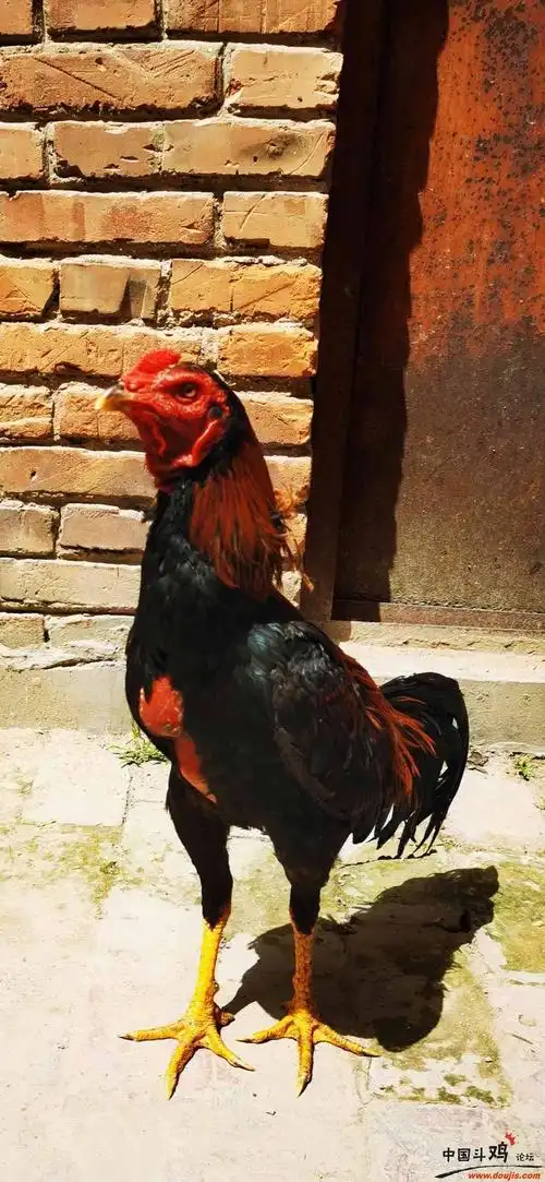 纯种泰国(嫩鸡)