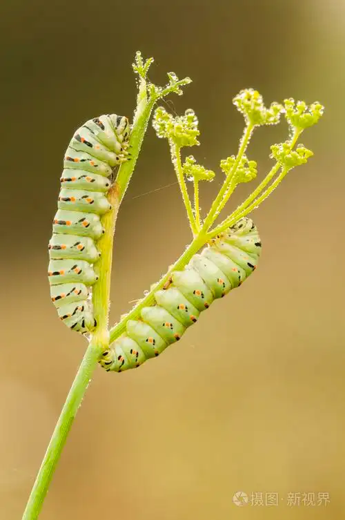 常见的黄色燕尾蝴蝶的毛毛虫