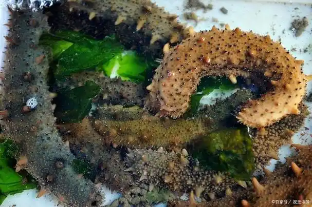 海茄子和海参的区别