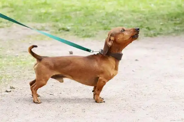 解析可爱的腊肠犬为何少人养?探寻背后的原因