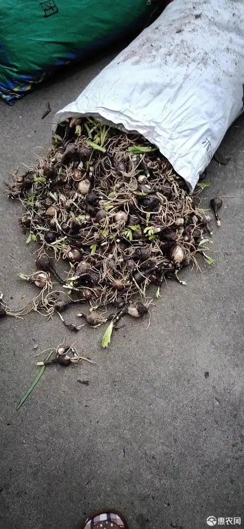 石蒜种子 石蒜 黄花石蒜红花石蒜基地直销量大从优