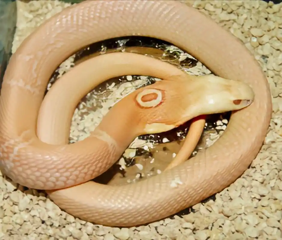 跨年创作挑战赛# 单眼眼镜蛇,亦称孟加拉眼镜蛇,是一种大型前沟牙