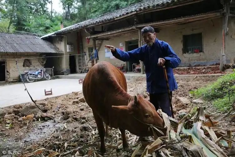百岁之前没去过医院85岁骑牛背上放牛,父子俩日出而作日落而息