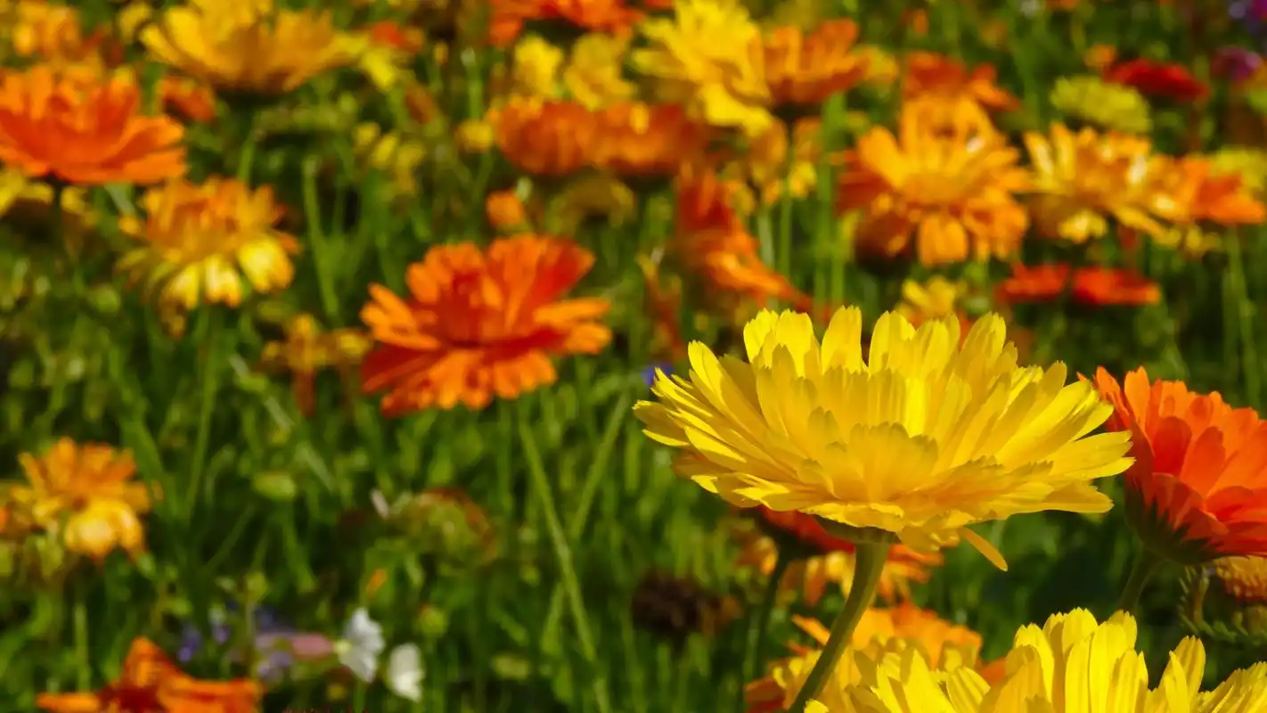 四季花万寿菊图片桌面壁纸高清大图预览1920x1200_植物壁纸下载_美桌