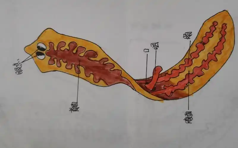 学生绘画作品扁形动物涡虫人教版初中生物八年级上册