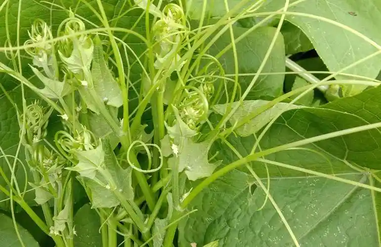 这种"龙须草"你可能走过无数次,却从没注意过它