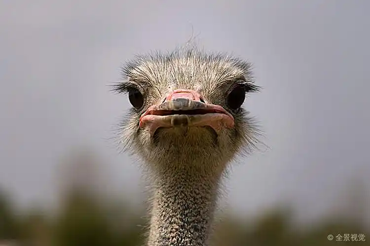 头部_鸵鸟_农场_著名_政治家_泰国_一月_2007年_高清图片_全景视觉