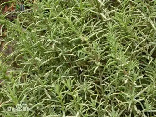 它既不是黄色,也不像荆条般高大,祖辈们口语叫黄荆菜,学名叫碱蓬或翅