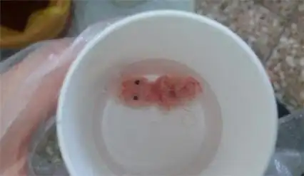 怀孕两个月老公不同意将孩子打掉我将药流伪装成自然流产