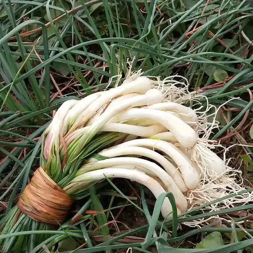 四川藠头新鲜5斤带叶荞头蔬菜现挖茭头成都特色小吃薤白凉拌菜