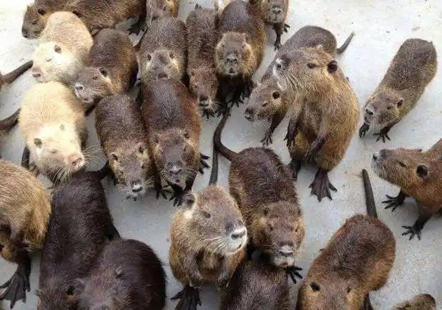 上海多地现巨型"老鼠",重达30斤祸害农作物,农民苦不堪言