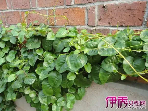 【云南白药植物图片】【图】云南白药植物图片欣赏 教你快速辨别云南