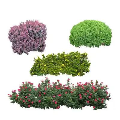 绿色植物花丛草堆图片植物平面植物各种绿植景观树木平面树绿植花草