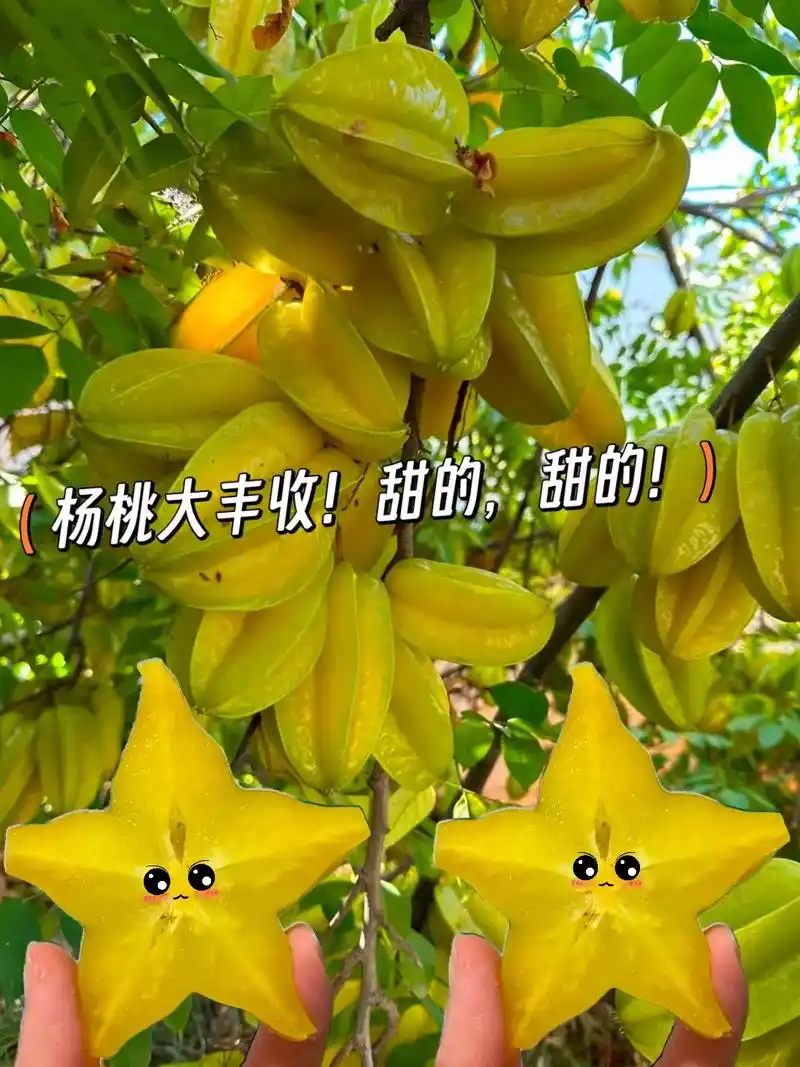 树上甜熟的杨桃!清甜可口.去朋友家,被后院的 - 抖音