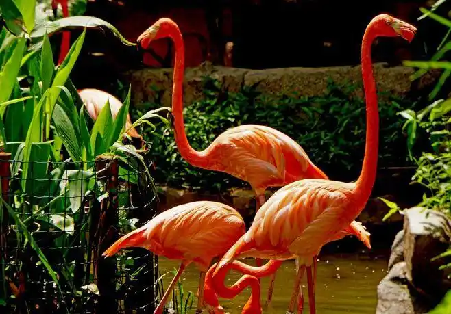 火烈鸟(greater flamingo),又名红鹳,红鹤.