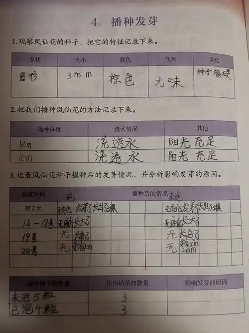 我的凤仙花成长日记